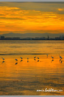 Penang