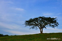 Serdang